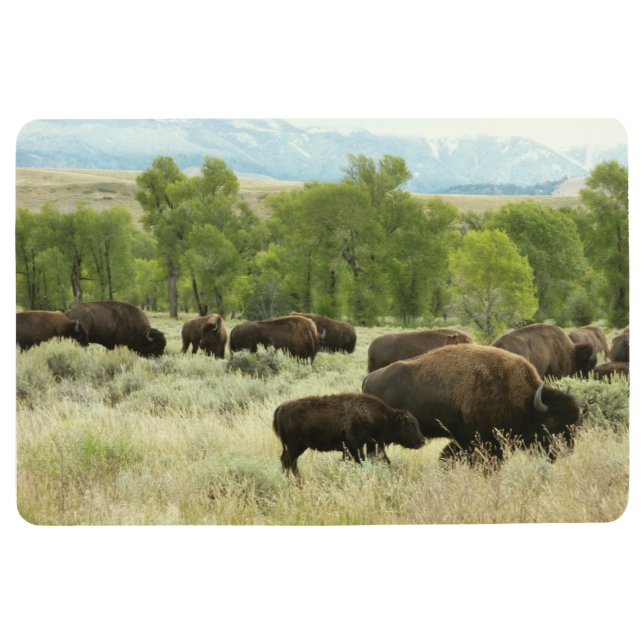 Wyoming Bison Natuur Animal Fotografie Vloermat (Voorkant)