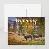 Wyoming Buffalo Briefkaart (Voorkant / Achterkant)