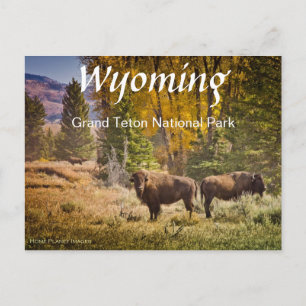 Wyoming Buffalo Briefkaart