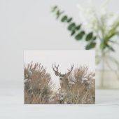 Wyoming Deer Briefkaart (Staand voorkant)