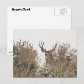 Wyoming Deer Briefkaart (Voorkant / Achterkant)