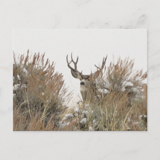 Wyoming Deer Briefkaart (Voorkant)