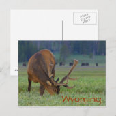 Wyoming elk briefkaart (Voorkant / Achterkant)