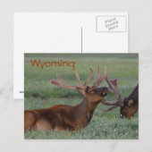 Wyoming elk briefkaart (Voorkant / Achterkant)