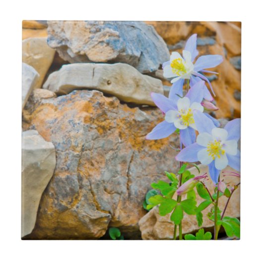 Wyoming, Grand Teton National Park 1 Tegeltje (Voorkant)