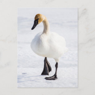 Wyoming, het Nationale Toevluchtsoord van Elanden, Briefkaart