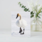 Wyoming, het Nationale Toevluchtsoord van Elanden, Briefkaart (Staand voorkant)