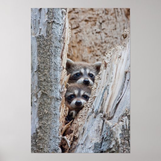 Wyoming, Lincoln County, Raccoon Poster (Voorkant)