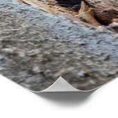 Wyoming, Lincoln County, Raccoon Poster (Hoek)