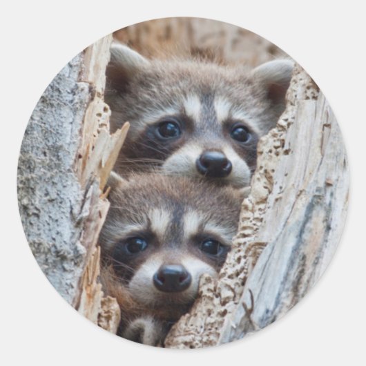 Wyoming, Lincoln County, Raccoon Ronde Sticker (Voorkant)