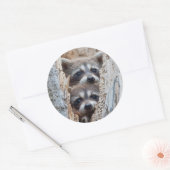 Wyoming, Lincoln County, Raccoon Ronde Sticker (Envelop)