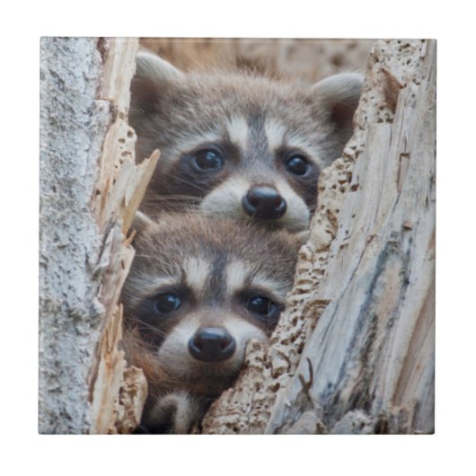 Wyoming, Lincoln County, Raccoon Tegeltje (Voorkant)