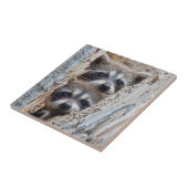 Wyoming, Lincoln County, Raccoon Tegeltje (Zijkant)