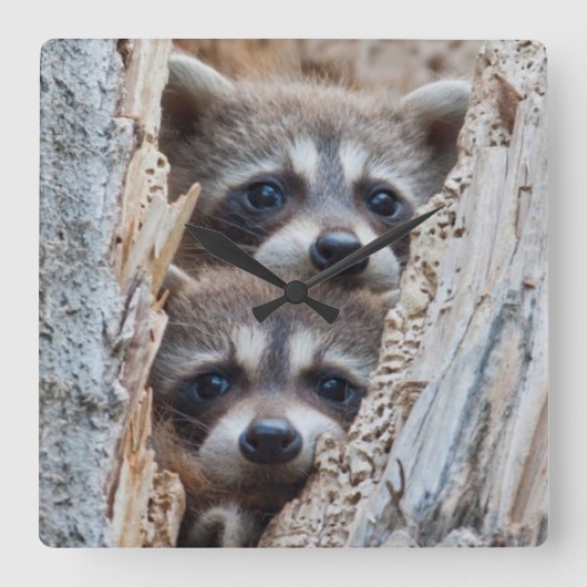 Wyoming, Lincoln County, Raccoon Vierkante Klok (Voorkant)