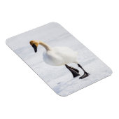 Wyoming, Nationaal Elk Toevluchtsoord, Trompetter  Magneet (Rechterzijde)