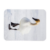 Wyoming, Nationaal Elk Toevluchtsoord, Trompetter  Magneet (Horizontaal)