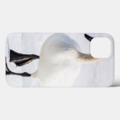 Wyoming, National Elk Refuge, Trumpeter Swan 1 Case-Mate iPhone Case (Achterkant (horizontaal))