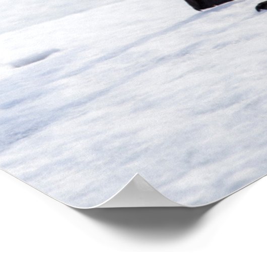 Wyoming, National Elk Refuge, Trumpeter Swan 1 Poster (Hoek)