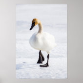 Wyoming, National Elk Refuge, Trumpeter Swan 1 Poster (Voorkant)