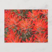 Wyoming, provincie Lincoln, woestijn, penseel Briefkaart (Voorkant)