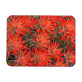 Wyoming, provincie Lincoln, woestijn, penseel Magneet (Horizontaal)