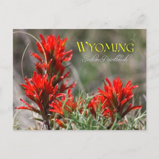 Wyoming State Flower: Indische penseel Briefkaart (Voorkant)