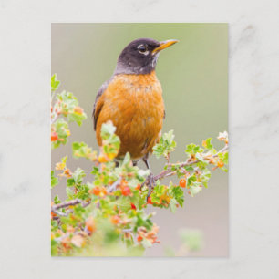 Wyoming, Sublette County, An American Robin Briefkaart
