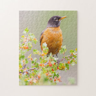 Wyoming, Sublette County, An American Robin Legpuzzel