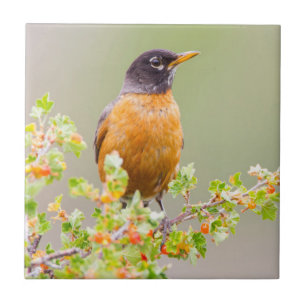 Wyoming, Sublette County, An American Robin Tegeltje