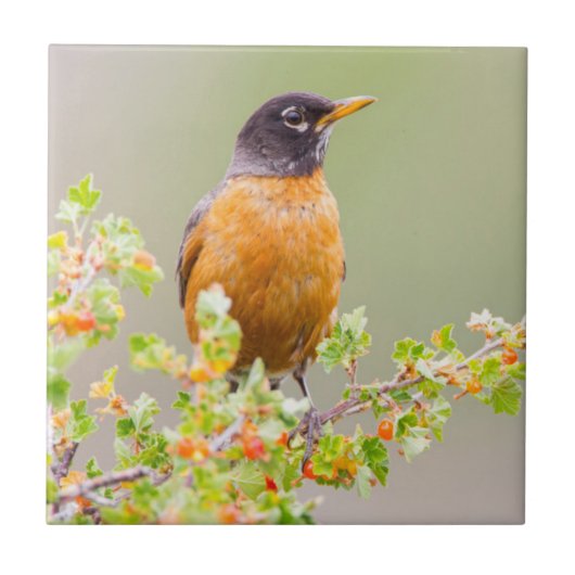Wyoming, Sublette County, An American Robin Tegeltje (Voorkant)
