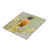 Wyoming, Sublette County, An American Robin Tegeltje (Zijkant)