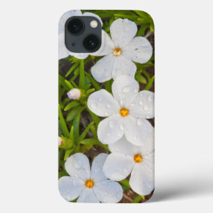 Wyoming, Sublette County, Close of Phlox Case-Mate iPhone Case