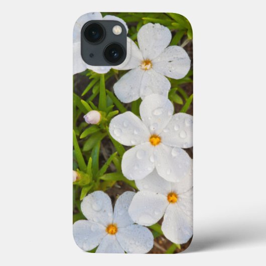 Wyoming, Sublette County, Close of Phlox Case-Mate iPhone Case (Achterkant)