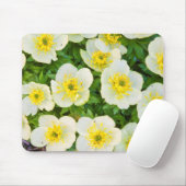 Wyoming, Sublette County, Close-up of a group Muismat (Met muis)