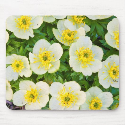 Wyoming, Sublette County, Close-up of a group Muismat (Voorkant)