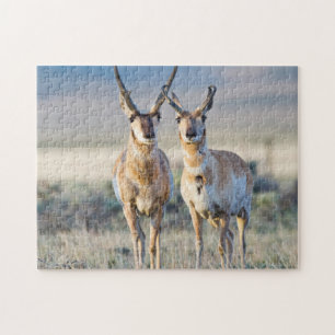 Wyoming, Sublette County, Gaffelbok herten Legpuzzel