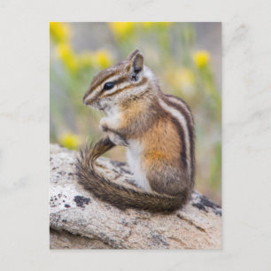 Wyoming, Sublette County, Least Chipmunk Briefkaart