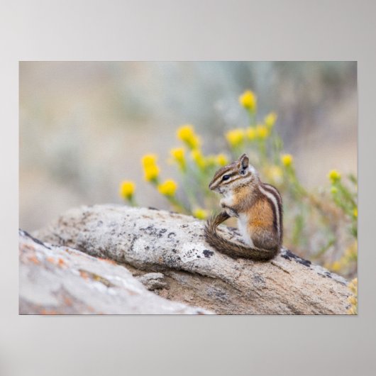 Wyoming, Sublette County, Least Chipmunk Poster (Voorkant)