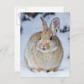 Wyoming, Sublette County, Nuttall's Cottontail Briefkaart (Voorkant / Achterkant)