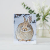 Wyoming, Sublette County, Nuttall's Cottontail Briefkaart (Staand voorkant)