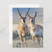 Wyoming, Sublette County, Pronghorn bucks Briefkaart (Voorkant / Achterkant)