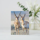 Wyoming, Sublette County, Pronghorn bucks Briefkaart (Staand voorkant)