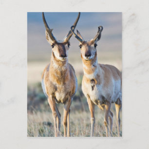 Wyoming, Sublette County, Pronghorn bucks Briefkaart