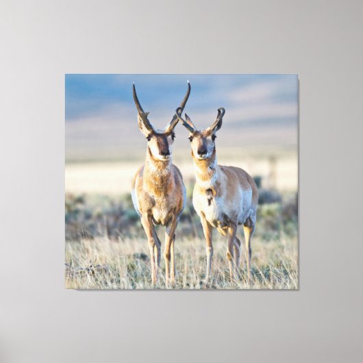 Wyoming, Sublette County, Pronghorn bucks Canvas Afdruk (Voorkant)