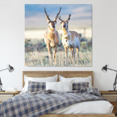 Wyoming, Sublette County, Pronghorn bucks Canvas Afdruk (Insitu (Slaapkamer))