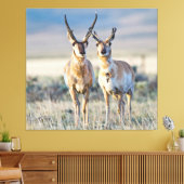 Wyoming, Sublette County, Pronghorn bucks Canvas Afdruk (Insitu (Woonkamer))