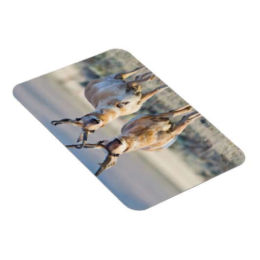 Wyoming, Sublette County, Pronghorn bucks Magneet (Rechterzijde)