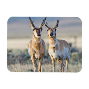 Wyoming, Sublette County, Pronghorn bucks Magneet