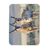Wyoming, Sublette County, Pronghorn bucks Magneet (Verticaal)