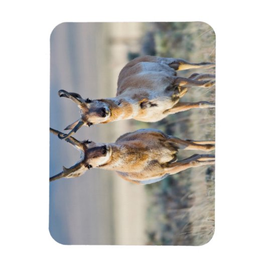 Wyoming, Sublette County, Pronghorn bucks Magneet (Verticaal)